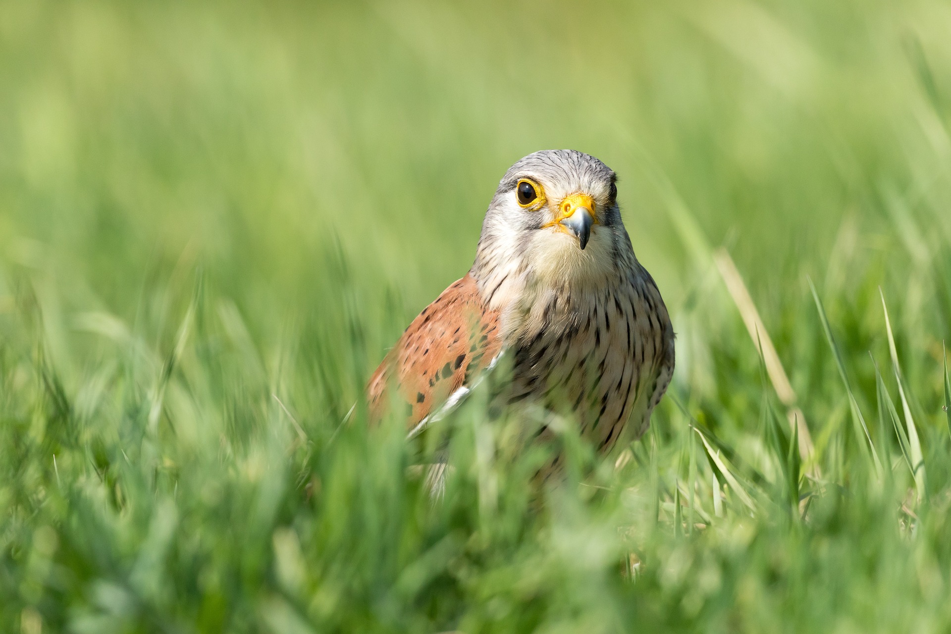 See kestrels and more when Sun Valley bird watching