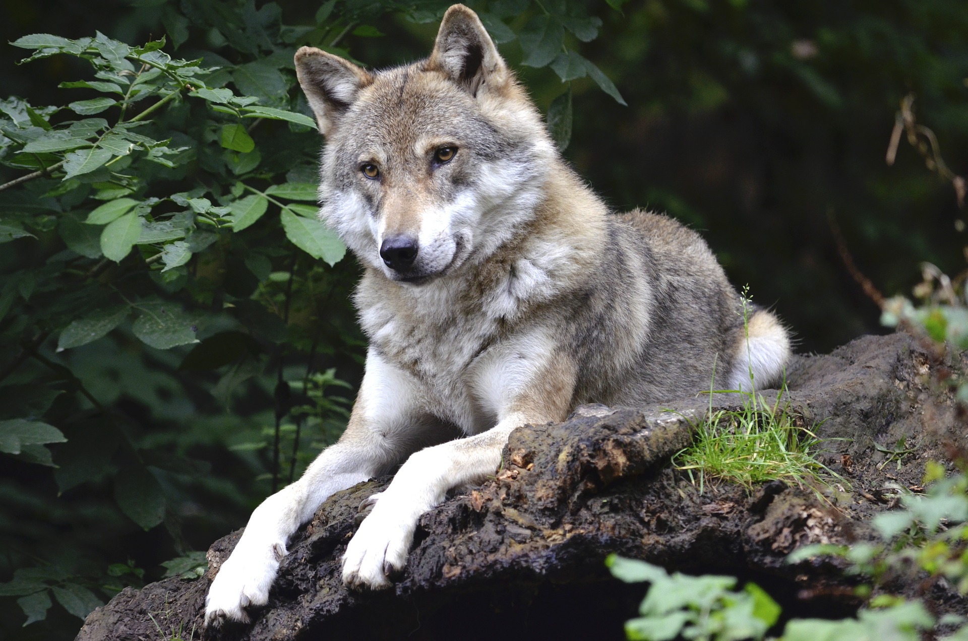 See wolves and more when you enjoy Sun Valley wildlife watching
